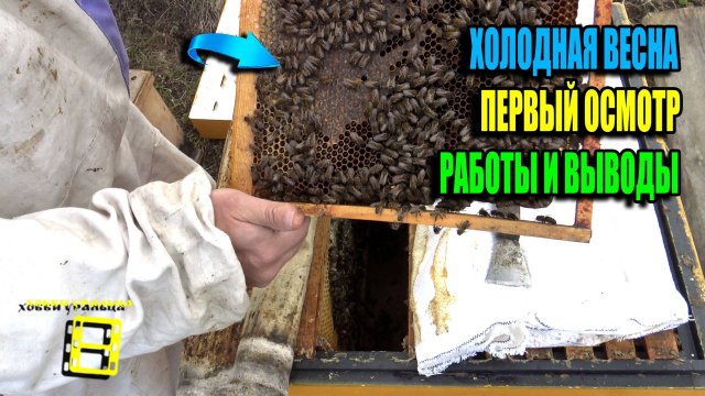 ЧТО ПРОИСХОДИТ С ПЧЕЛАМИ ЭТОЙ ХОЛОДНОЙ ВЕСНОЙ? ПЕРВЫЙ КОНТРОЛЬНЫЙ ОСМОТР. ПЧЕЛОВОДСТВО 25-15