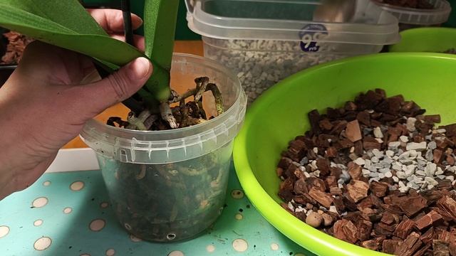 Орхидея цветет, но корни без грунта.