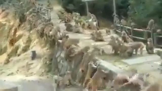 Битва обезьян