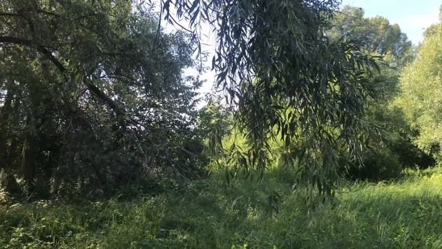 Природа. Лес.  Река Обь. Пение птиц, Красивая музыка.
