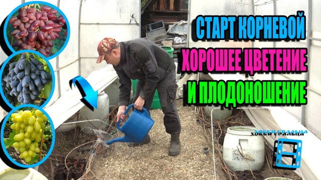 ВАЖНЕЙШАЯ ПЕРВАЯ ПОДКОРМКА ВИНОГРАДА - ЗАПУСК КОРНЕЙ, ОТЛИЧНОЕ ЦВЕТЕНИЕ. СЕВЕРНЫЙ ВИНОГРАДНИК 25-15