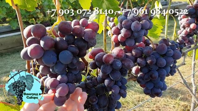 #Виноград Подарок Несветая