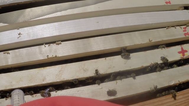 Привет друзья, сегодня будем обрабатывать пчёл 🐝 Щавелевой кислотой