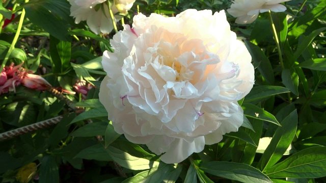 Пион УФИМСКИЕ ЗОРИ  обзор, описание, цветение, отзыв