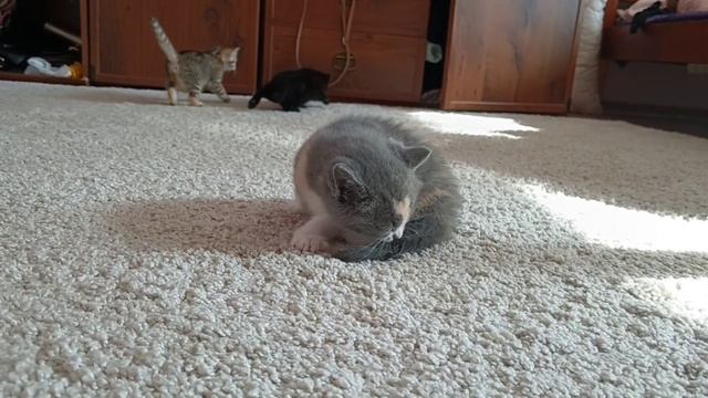 VID_20250425_223222_975.mp4