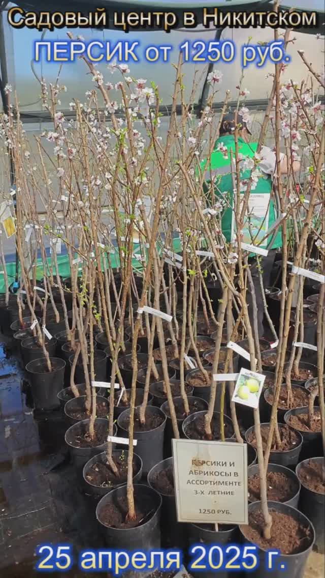 ПЛОДОВЫЕ ДЕРЕВЬЯ. Цены, вид, коротко!