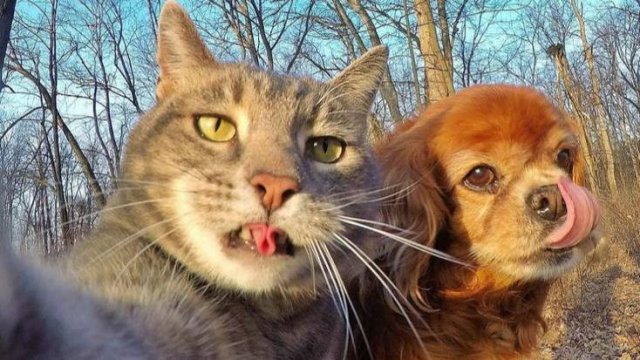 СМЕШНЫЕ КОШКИ И СОБАКИ СМЕШНЫЕ ЖИВОТНЫЕ 😹 ЛУЧШИЕ ПРИКОЛЫ С ЖИВОТНЫМИ 😹 ЛУЧШАЯ ПОДБОРКА ПРИКОЛОВ