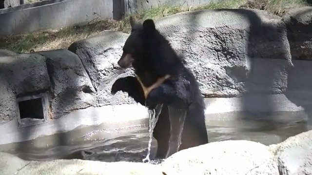 Медвежонок Фима сначала искупался, а затем полез к Дусе, которая кайфовала на верхней лежанке.