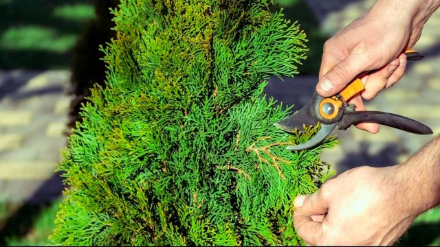 КАК ОБРЕЗАТЬ ТУЮ И КОГДА