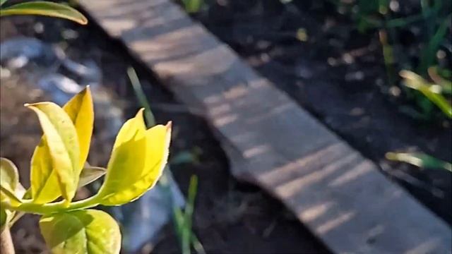 Симбиоз грибов и растений.