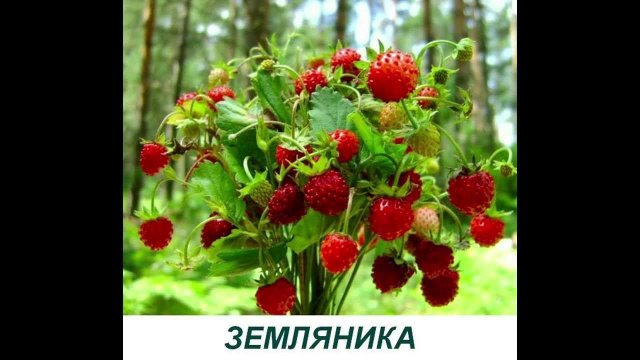 Ягоды - Презентация для детей по Доману