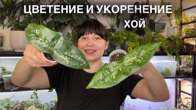 ЦВЕТЕНИЕ И УКОРЕНЕНИЕ ХОЙ