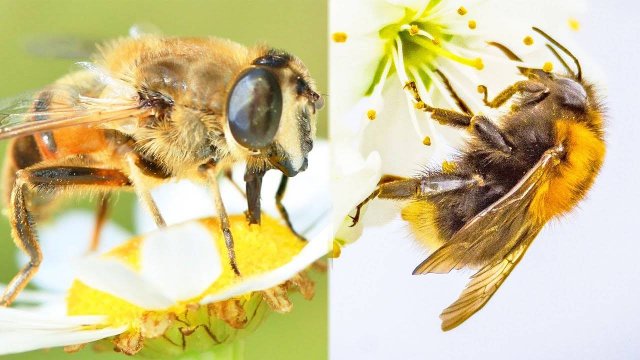 ИНТЕРЕСНЫЕ ФАКТЫ ПРО НАСЕКОМЫХ