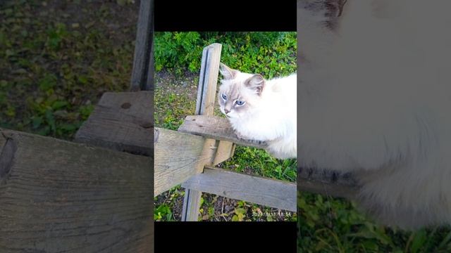 Котейка
