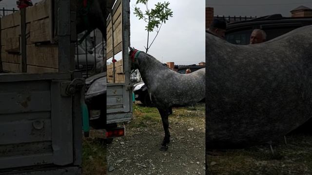 Скотный рынок лошадей Чечня