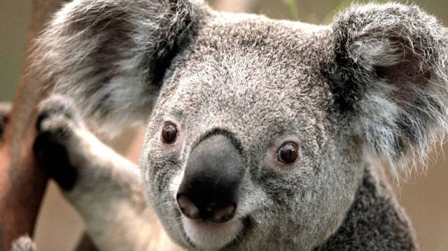 Wildlife