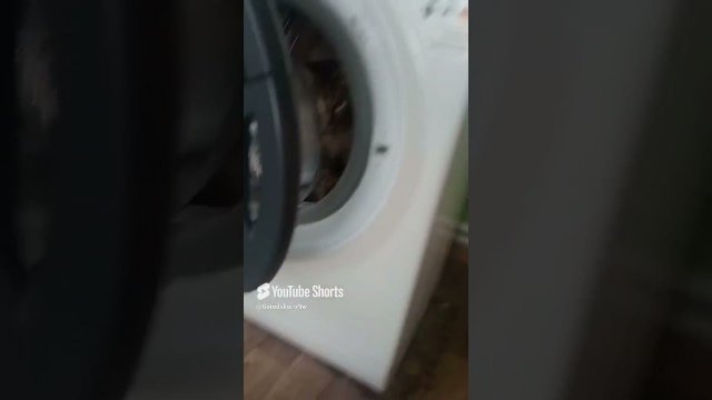 #cat