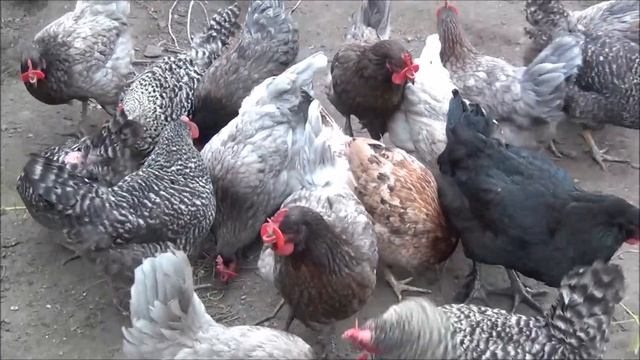 Куры Доминанты. Стоит ли держать этих курей у себя в хозяйстве. Рассказываю на своем опыте