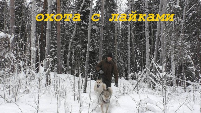 Живем в лесу /охота с лайками /готовим глухаря /не стали стрелять