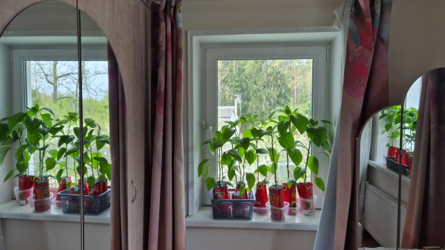 Дачные вести.ПОСЛЕ ЗАМОРОЗКОВ Рассада в стрессе Реанимирую