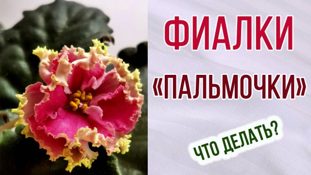 Фиалки "пальмочки" что это? Уход. Искривление. Какой способ пересадки выбрать.