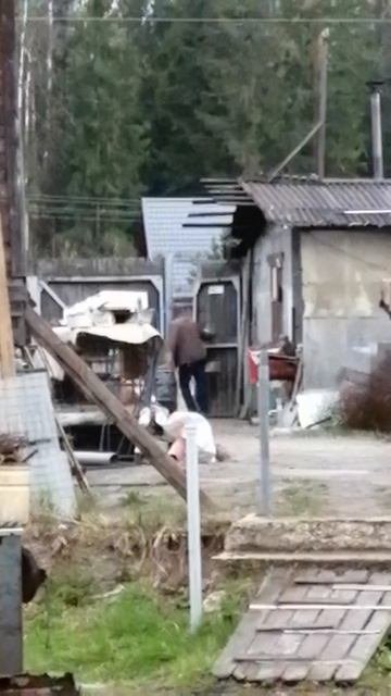 Семе