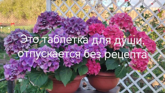 Обзор гортензии Таблетензия.  Самая лучшая таблетка для души)))