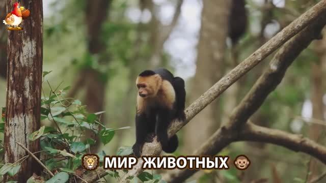 Животный мир планеты – красота и грация созданий Природы 🦁🦚🐵 Выпуск (47) 🐻🦉🦝
