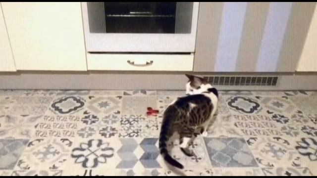 Приколы с животными. Котики собачки и тд. 2020