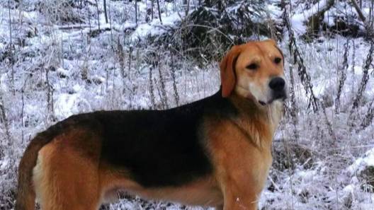 ГОН ПО НАСТУ .Русская гончая Аргон вл. Шатров В.А.#охотасгончей#собака #животные #топ #hunting