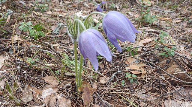 Сон-трава Вятского леса.