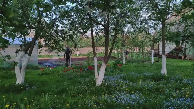 ВОЗВРАЩЕНИЕ НА РОДИТЕЛЬСКИЙ ХУТОР. ВСЮ НОЧЬ ЛЮДИ НЕ СПАЛИ. СПАСЕНИЕ ПОЛЕССКИХ ЯГОД ОТ МОРОЗА.