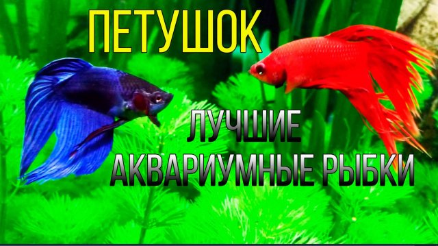 Аквариумная Рыбка ПЕТУШОК. Одна из Самых Неприхотливых в Содержании