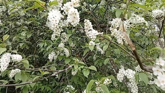 Цветёт черёмуха душистая