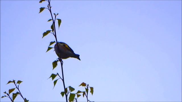 Щегол поёт.