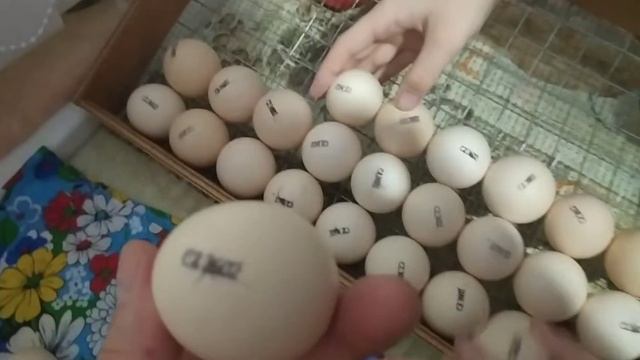 Вывод цыплят от А до Я: как я получаю от 85% вывода в обычном инкубаторе
