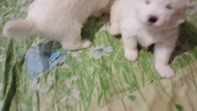 11.04.25 щенки самоедики