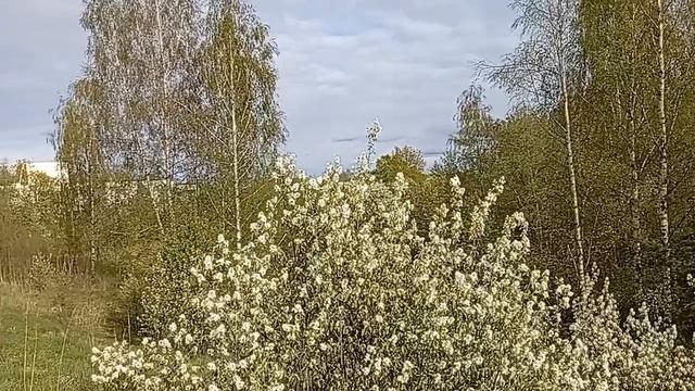 Красивые виды нашего посёлка