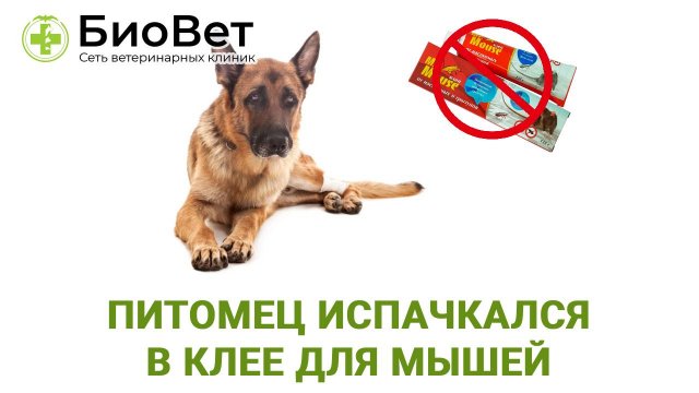 Питомец испачкался в клее для мышей