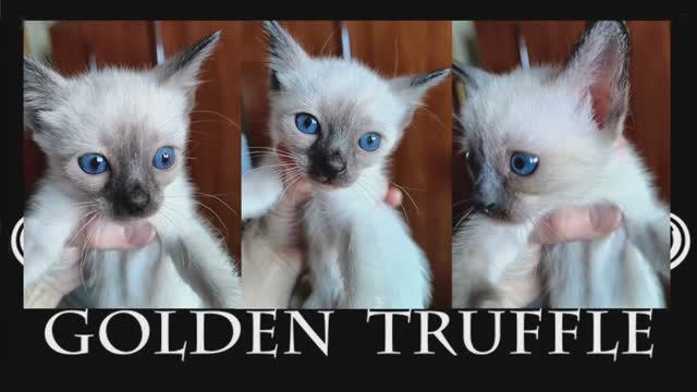 Меконгский бобтейл. Котята