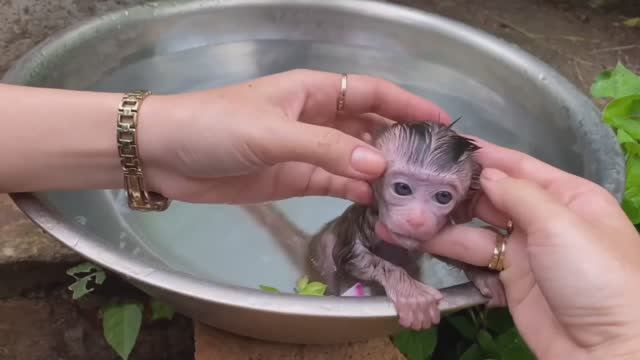 Обезьянка детёныш найдёныш намаялся один Привыкает в доме Купают Добрая история