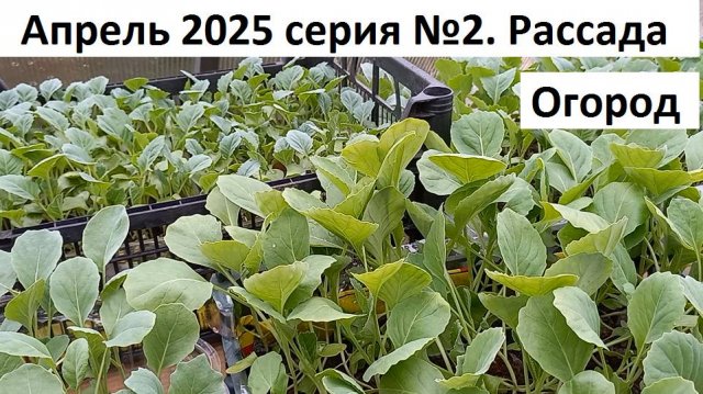 Апрель 2025. серия №2 Рассада - огород