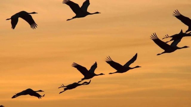 Ещё до войны ...