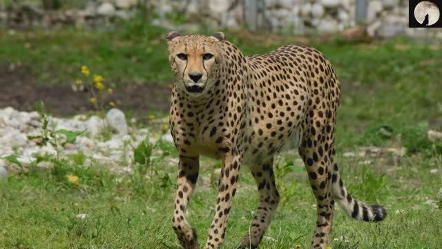 Самый красивый нашид 3 🟢