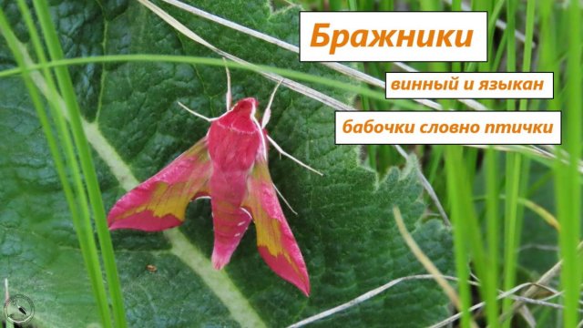 Бражники - винный и языкан. Бабочки, собирающие нектар, словно колибри