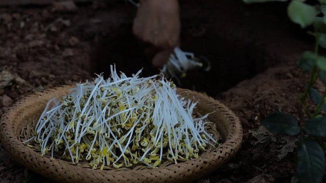 (Проростки фасоли) Вырастить ростки фасоли, Очень простой способ, хотите попробовать его вместе?