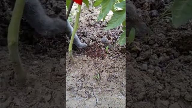 Кошки - мышки.