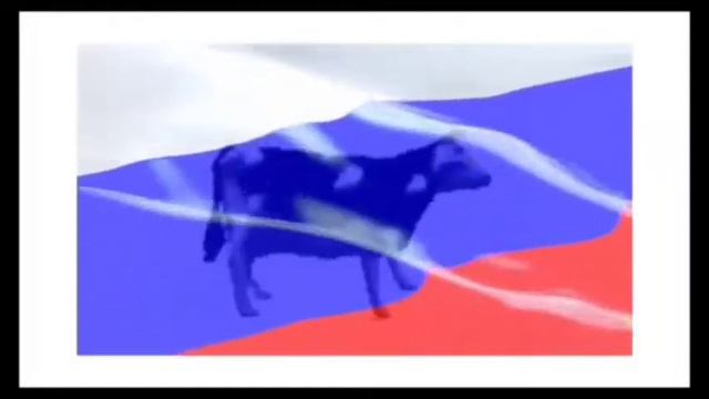 Польская корова но завокоден гимн России