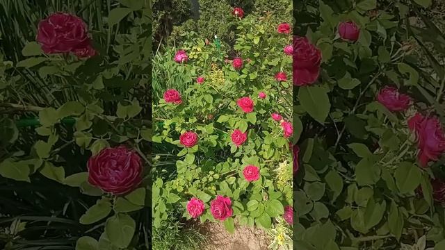 Роза парковая Барон Жиро де Лен