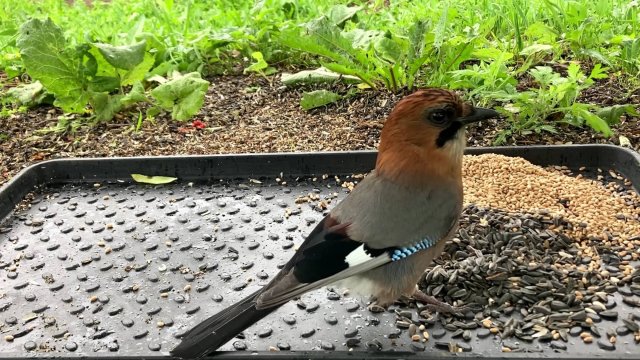 Бурундуки. Птицы Сойка, Зеленушки, Синицы. Часть 60